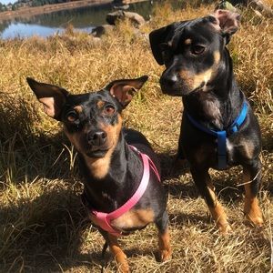 Meet your Posher, Cassie